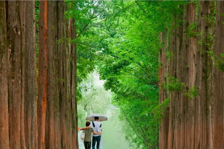 Seoul Guided Rent Car to Nami Island & Petite France image