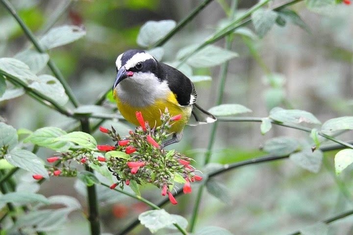 Birding in Arenal Volcano image