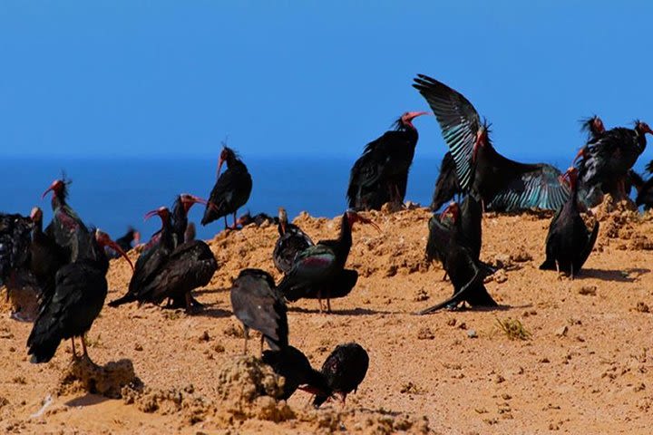 Agadir Souss Massa Park National Visit image