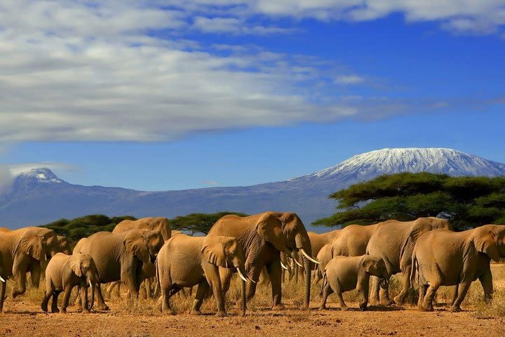 6 Days 5 nights Amboseli, Tsavo & Diani Beach image