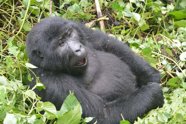 3 days Gorilla tracking Bwindi & Lake Bunyonyi ( minimum 2 persons ) image