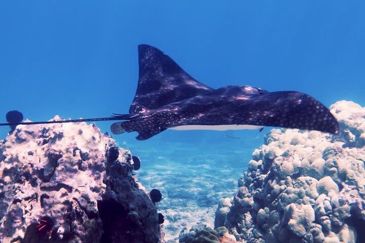 Private Tours Beach Entry - Eco Sea Scooter Tour image