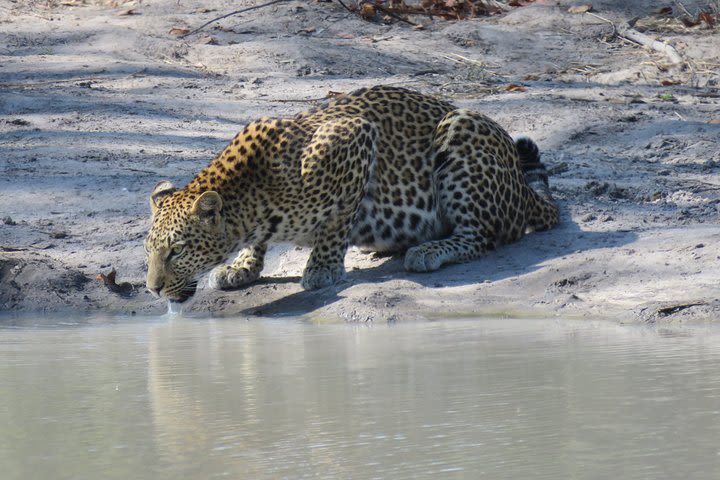 1 Day Moremi Game Drive Safari, guided image