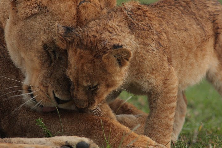  Explore to Tarangire, Ngorongoro Crater and Lake Manyara for 2 Days( Basic) image