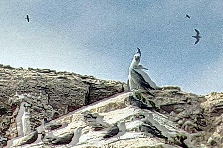 Ballestas Islands and National Reserve Paracas from the port San Martín  image