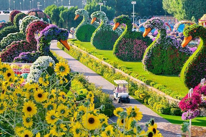 Dubai Miracle Garden with private round trip transfers image