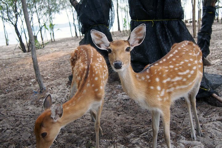 Koh Rap, Koh Taen Snorkeling, kayaking, Pig & Deer Feeding - Small Group Trip image