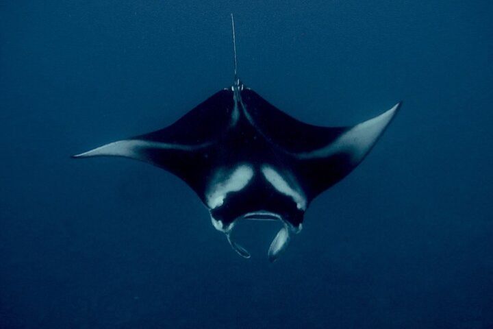 Honokohau Manta Ray Night Snorkel in Kailua-Kona, HI image