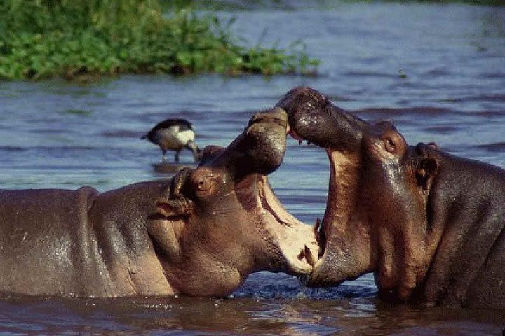 3 days Serengeti & Ngorongoro creater image