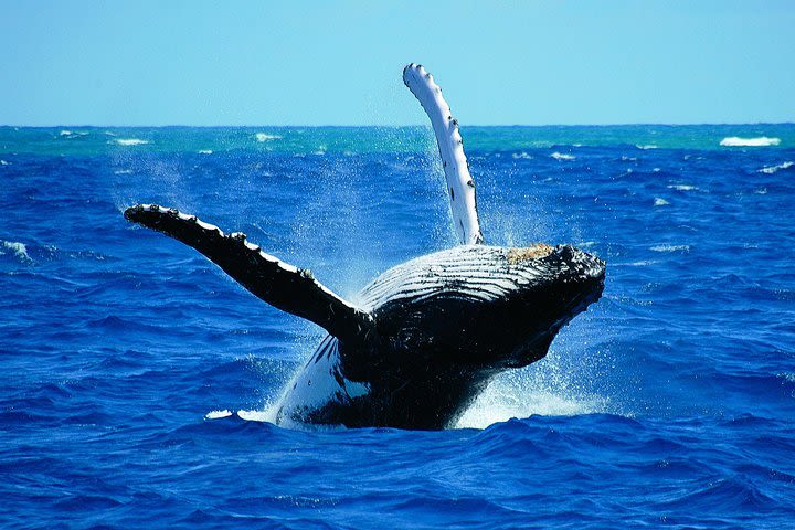 Whales & Wine Tour (Hermanus) image