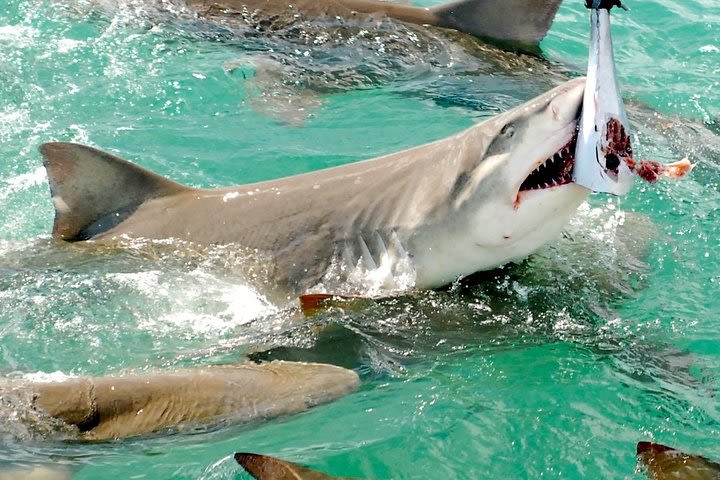 Shark and Wildlife Viewing Adventure in Key West image