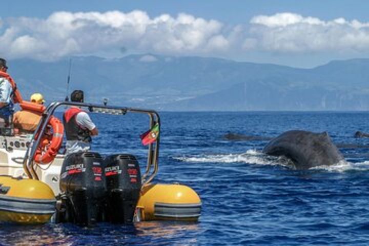 Full-Day Whales & The Princess Ring Islet (incl. Lunch) image