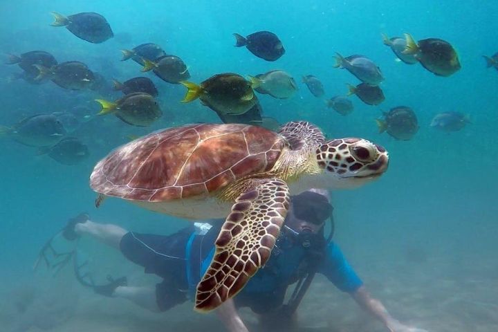 Beginner Scuba Diving in San Juan image