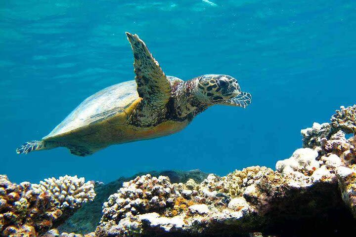 Abu Dabbab Beach - Snorkel with Turtles & Dugong - Marsa Alam image