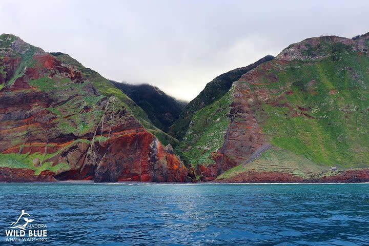 Whale Watching Porto Moniz | Calheta image