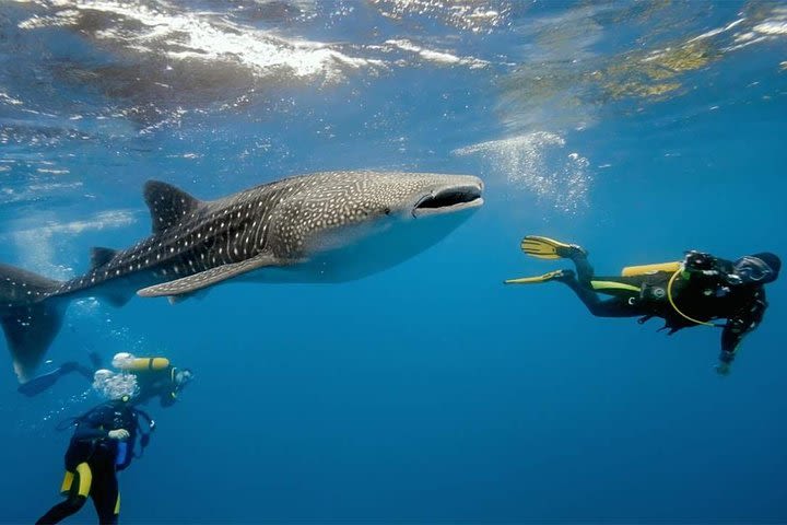 Whale Shark Watching and Sumilon Sandbar Private Tour Package image