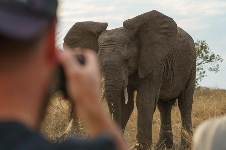 Big 5 Morning Game Drive - Hoedspruit image