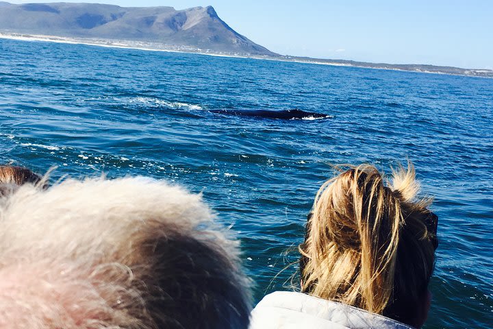 Whale Watching Tour in Hermanus with Hotel Pickup image