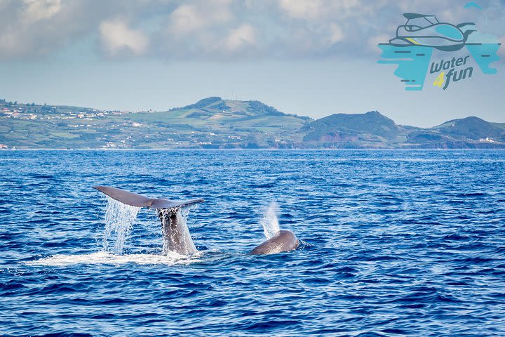 Whale and Dolphin Watching | Water4fun image