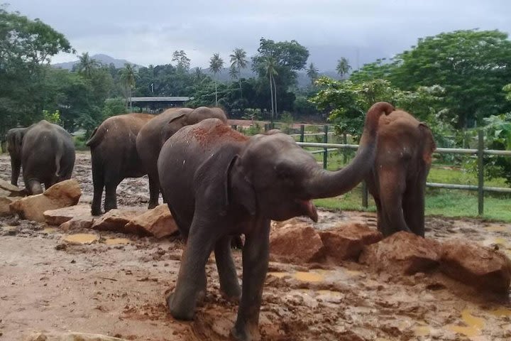 Kandy Day Tour  image