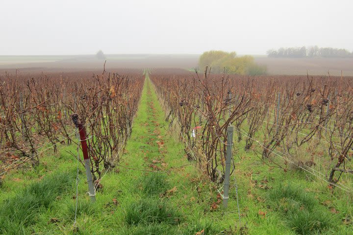 Let's take a walk in the vineyards image