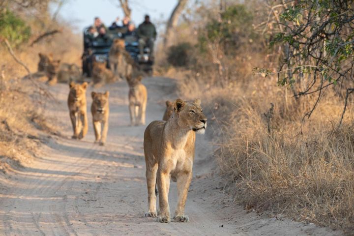 Private Full-Day Kruger Safari from Hoedspruit image