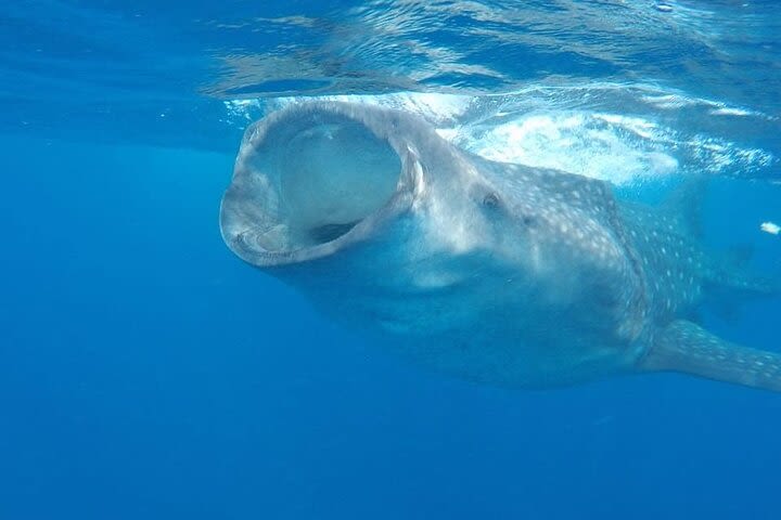 Full-Day Whale Shark Snorkeling Adventure in Isla Mujeres image