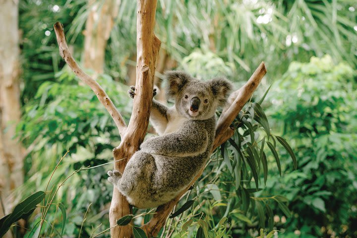 Full-Day Small-Group History and Heritage Tour of Brisbane City image