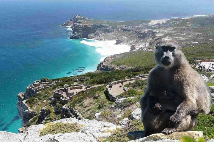 Cape of Good hope & penguins full day tour from Cape Town South Africa image