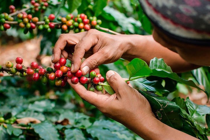 The REAL COFFEE Tour (BIGGEST COFFEE FARM ever) from MEDELLIN image