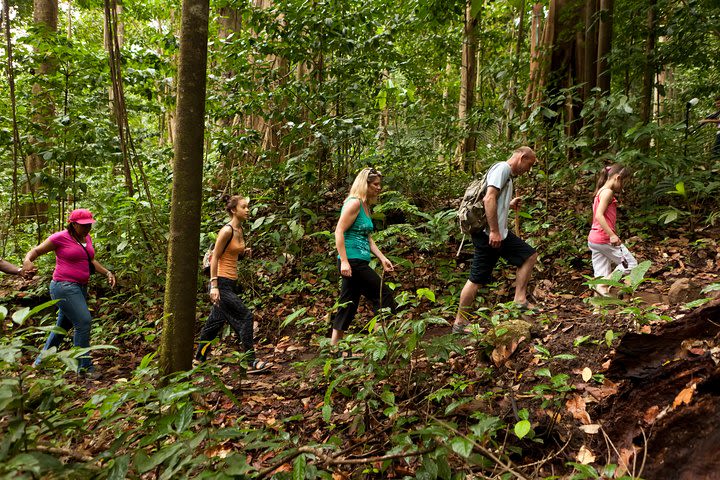 St Lucia Rainforest Walk image