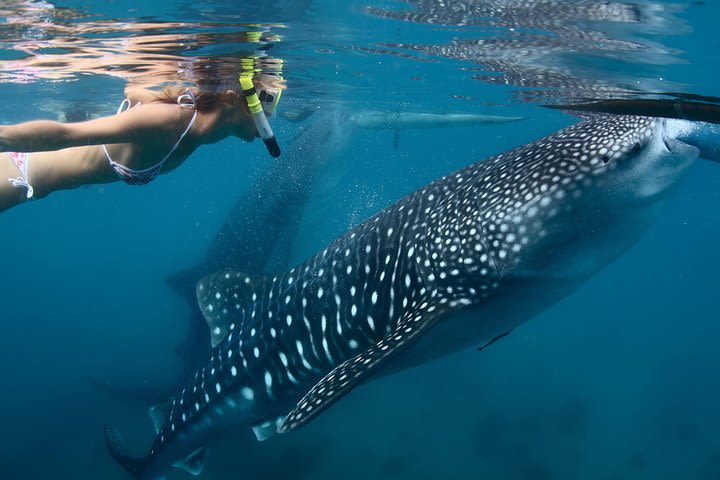 Whale Shark Experience Lifetime Memories in Cancun (lunch and water included) image