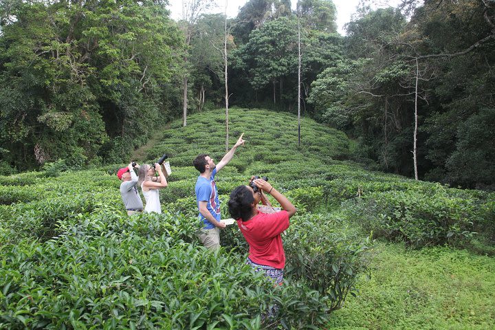 Ella Rock Hiking , Little Adams peak Trekking for Sun Rise and Sun set.  image