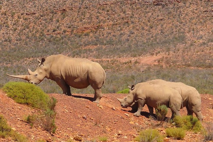 Aquila Wildlife Safari Day Tour from Cape Town image