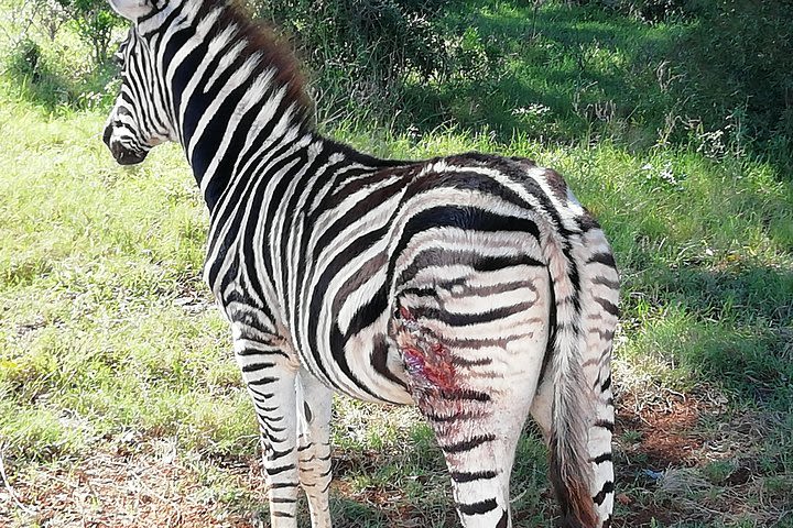 Addo Elephant Park Day visit followed by a 4x4 Night drive with a Park Ranger  image