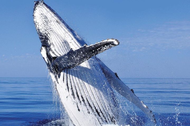 Cabo San Lucas Whale Watching Cruise image