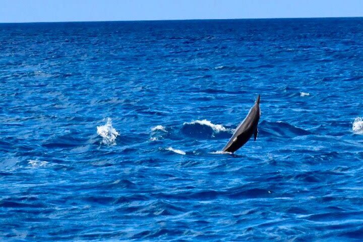 Dolphins Encounter and Whale Watching image