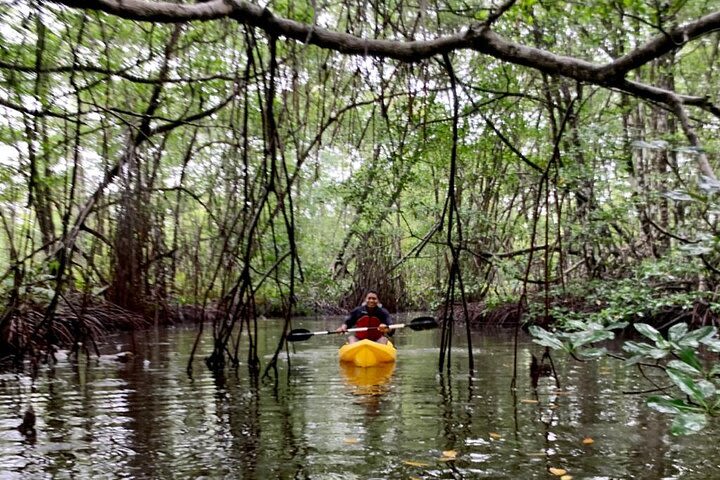 3 Hour Kayaking Tour in Gandoca Lagoon  image