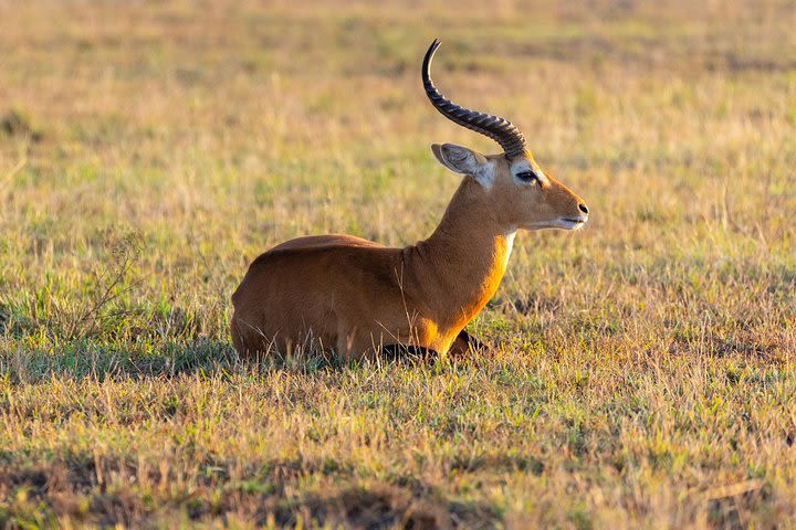 5 Days Kidepo National Park, Rhino and Murchison Falls image