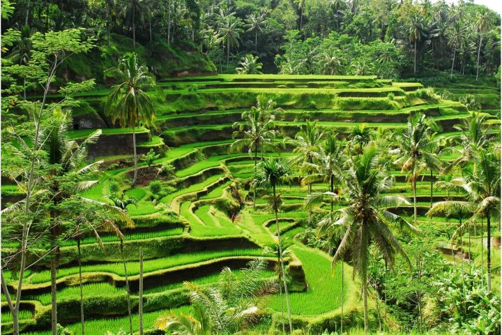 Discover Ubud: 2-Day Private Tour image