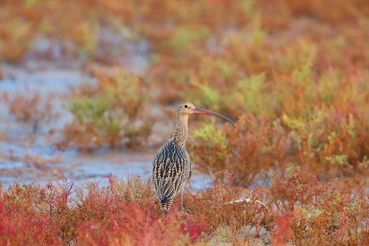  Private Seasonal Day Tour to Beidaihe from Tianjin with Birding Experience image