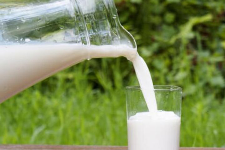 Holy Cows,healthy Milk,a Learning Experience image