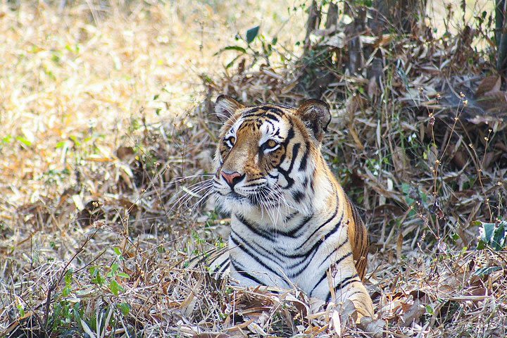 India's Golden Triangle Tour with Ranthambore National Park - 7 days image