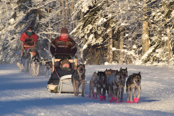 Dog Sledding and Mushing Experience in North Pole image