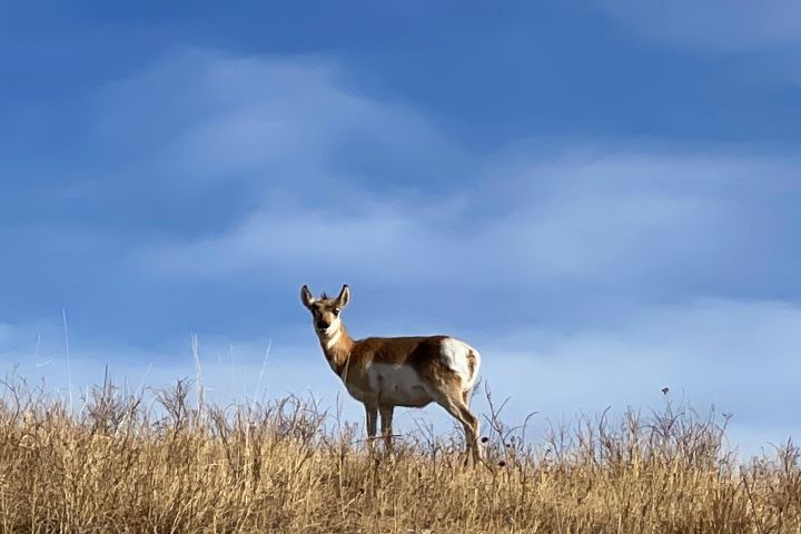 Private Mount Rushmore Tour From Rapid City image