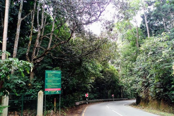 Kottawa Rainforest and Arboretum Tour image