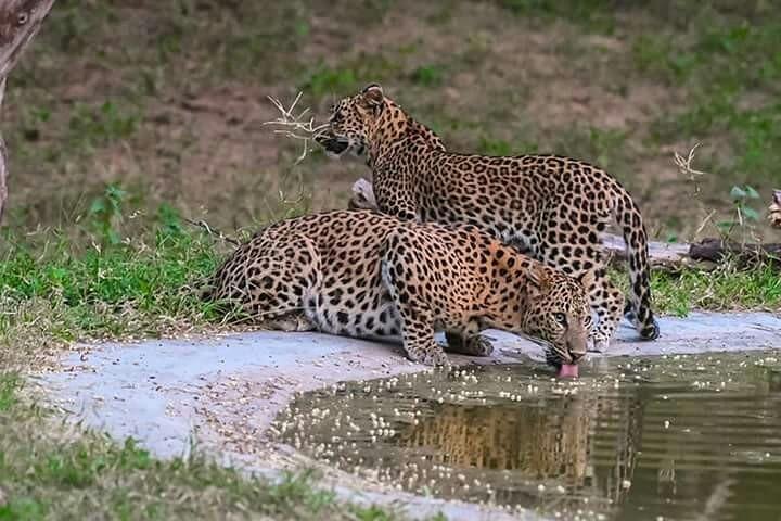 Leopard Safari in 4x4 Vehicle in Jhalana Safari Park Including Pick Up and Drop image