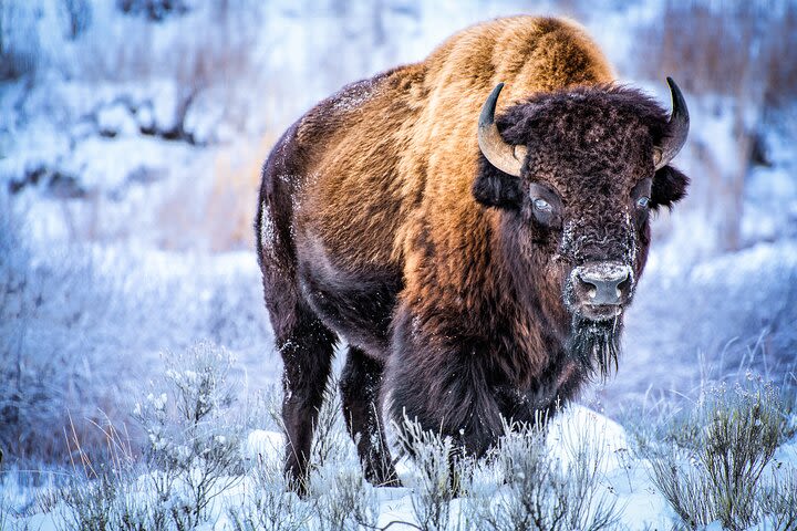 Winter Yellowstone Tour (With Optional Hike or Snowshoe) image