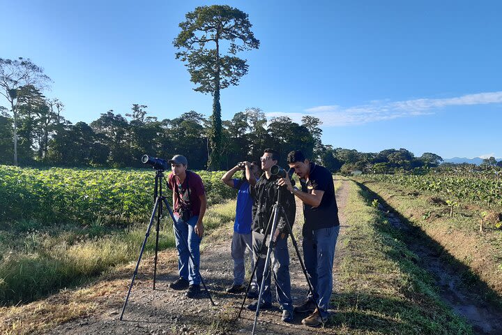 Private Arenal Birdwatching Experience image