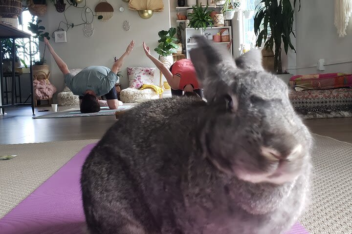 Bunny Yoga and Meditation image